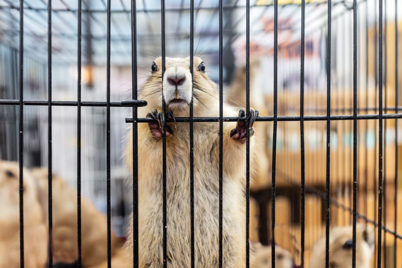 Les animaux sont-ils malheureux en cage ?