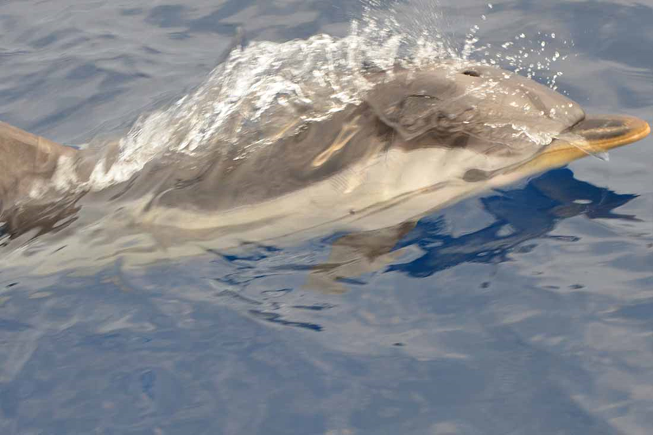 nager-dauphin