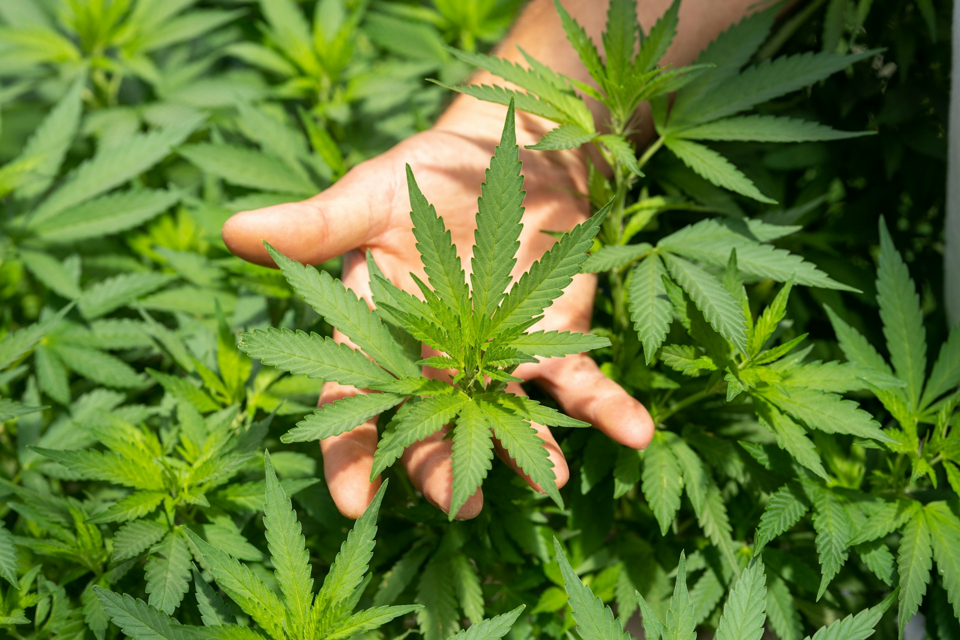 Le CBD : pour quelle utilité ?